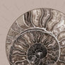 Fossil Ammonite Rock Wall Art for the Living Room; Cream Spiral Abstract Shell Circular Contemporary