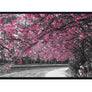 Cherry Blossom and Grey Trees Framed Photo Art