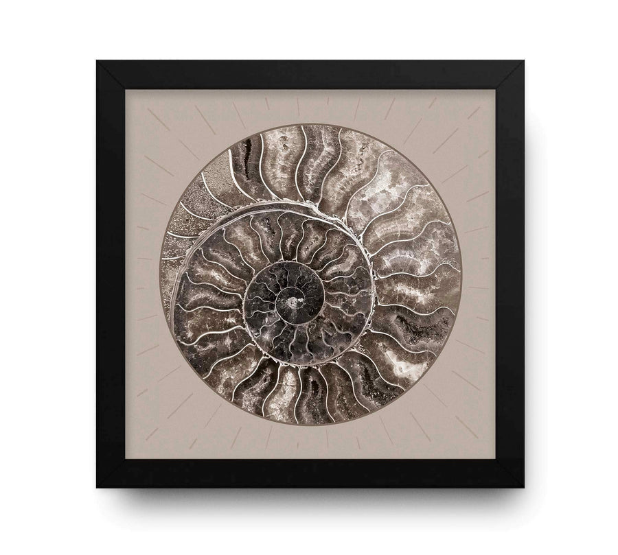 Contemporary Cream Spiral Abstract Shell Circle image