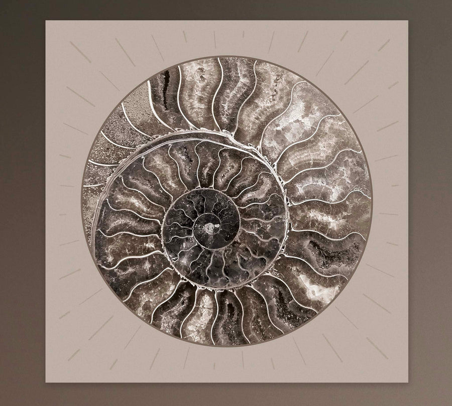 Fossil Ammonite Rock Wall Art for the Living Room; Cream Spiral Abstract Shell Circular Contemporary
