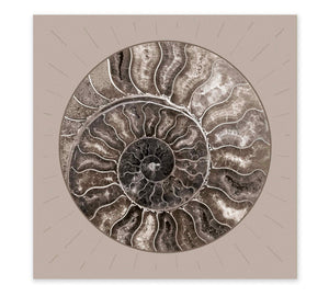 Fossil Ammonite Rock Wall Art for the Living Room; Cream Spiral Abstract Shell Circular Contemporary