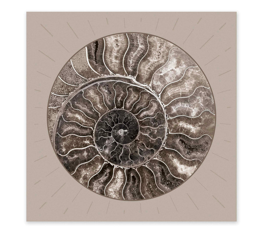 Fossil Ammonite Rock Wall Art for the Living Room; Cream Spiral Abstract Shell Circular Contemporary