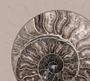 Fossil Ammonite Rock Wall Art for the Living Room; Cream Spiral Abstract Shell Circular Contemporary