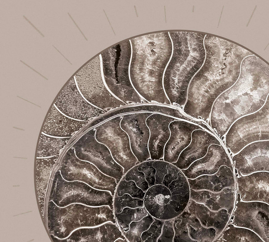 Fossil Ammonite Rock Wall Art for the Living Room; Cream Spiral Abstract Shell Circular Contemporary